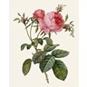 Redoute's Rose II by Pierre-Joseph Redoute, framed rose print