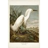 Plate 242 Snowy Heron by John James Audubon, framed print
