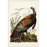 Plate 1 Wild Turkey by John James Audubon, framed antique bird print