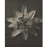 Blossfeldt Flower I by Karl Blossfeldt, framed botanical photograph
