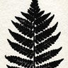 Pressed Fern 2, framed botanical specimen print