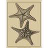 Shells On Khaki II by Denis Diderot, framed antique shell print