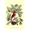 Red Bird and Hiccory Tree by Mark Catesby, framed antique print