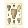 Cone Shells Plate 333 by Denis Diderot, framed encyclopedia print