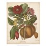 Botanicals I by Elizabeth Twining, framed botanical print