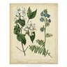 Cottage Florals I botanical print by Sydenham Edwards, framed