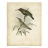 Antique Gould Hummingbird II, framed print by John Gould