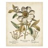 Ivory Peonies I by Basilius Besler, framed botanical print