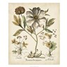 Ivory Peonies II by Basilius Besler, framed botanical print