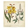 Garden Display I botanical print by Sydenham Edwards, framed