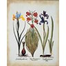 Iris Lilium by Basilius Besler, framed botanical print