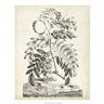 Scenic Botanical I by Abraham Munting, framed print of a plant floating over a miniature landscape