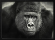 LITTLE SMILE .... Framed Art Antje WennerFramed ArtBraun | Home or Office Art