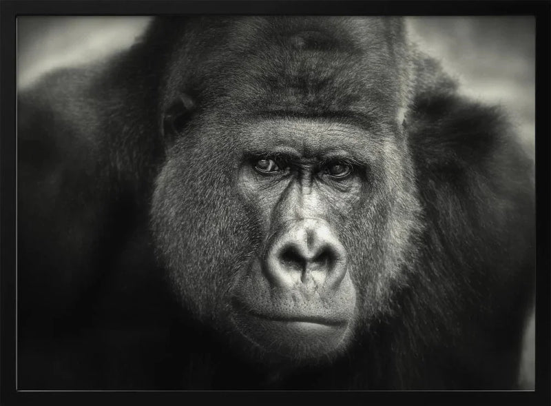 LITTLE SMILE .... Framed Art Antje WennerFramed ArtBraun | Home or Office Art