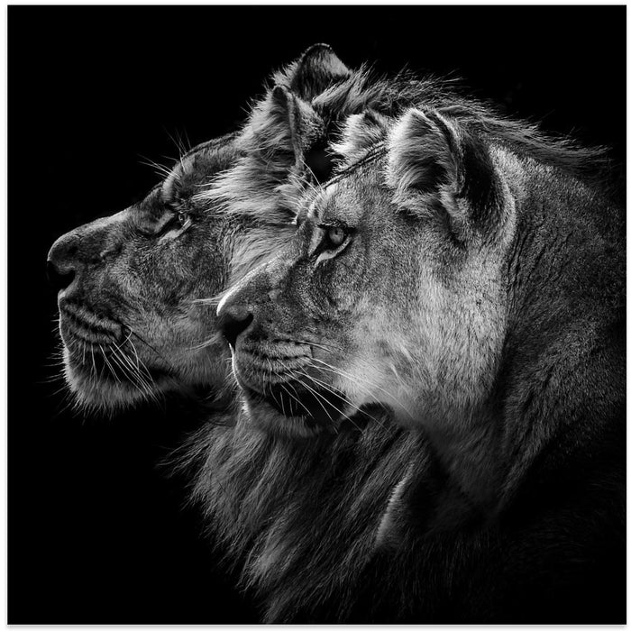 Lion and  lioness portrait Square Poster Art Print by Laurent Lothare Dambreville