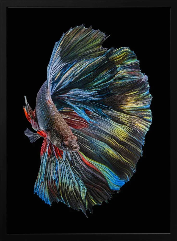 The  Betta Fish Framed Art Andi Halil | Home or Office Art