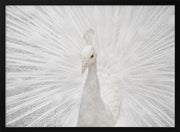 Splendid Whitie Framed Art fegari | Home or Office Art