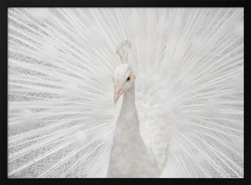 Splendid Whitie Framed Art fegari | Home or Office Art