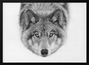 Yellow eyes Framed Art Timber Wolf Framed Art Jim Cumming | Home or Office Art
