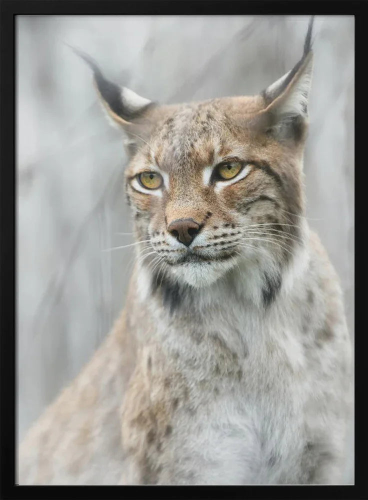 Lynx portrait in the fog Framed Art Santiago Pascual Buye | Home or Office Art