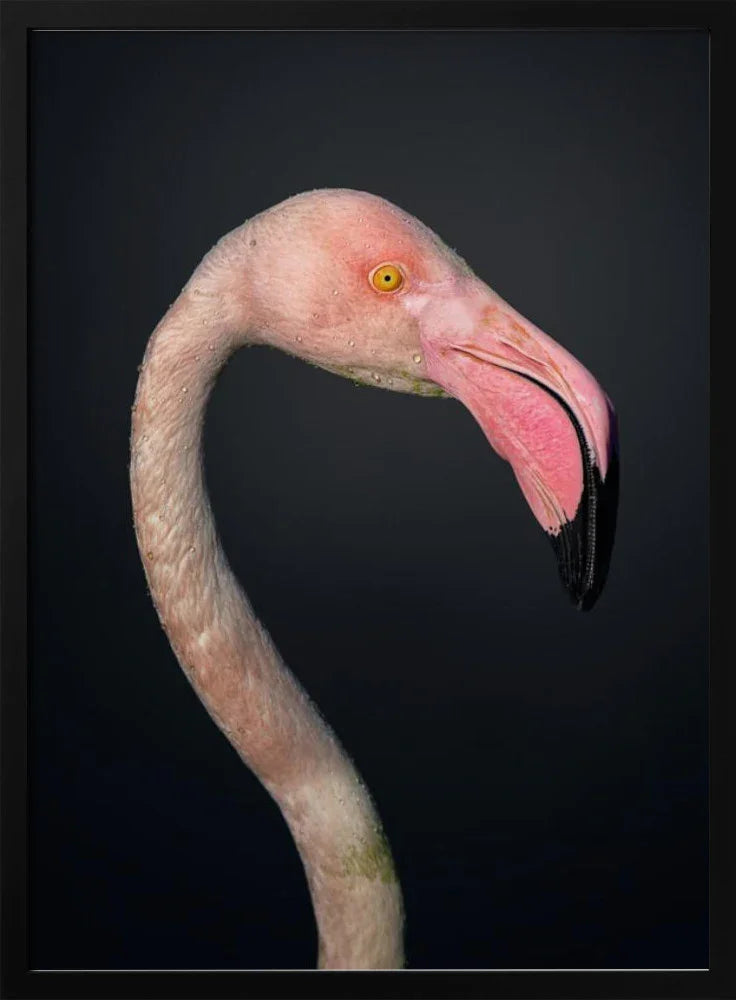 F L A M B O Y A N C E Framed Art fegari | Home or Office Art