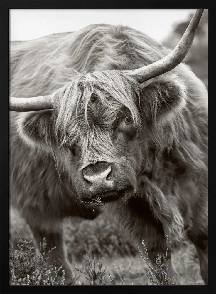 The Bull Framed Art Jacky Parker | Home or Office Art