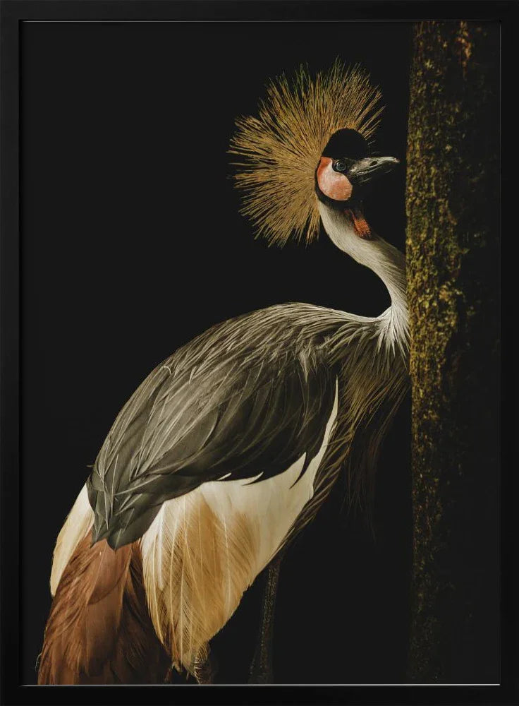 Grey Crowned Crane Framed Art Jealousy | Home or Office Art