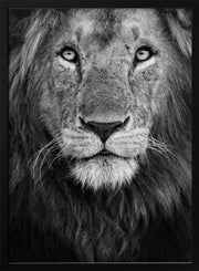 Royal portrait Framed Art Xavier Ortega | Home or Office Art