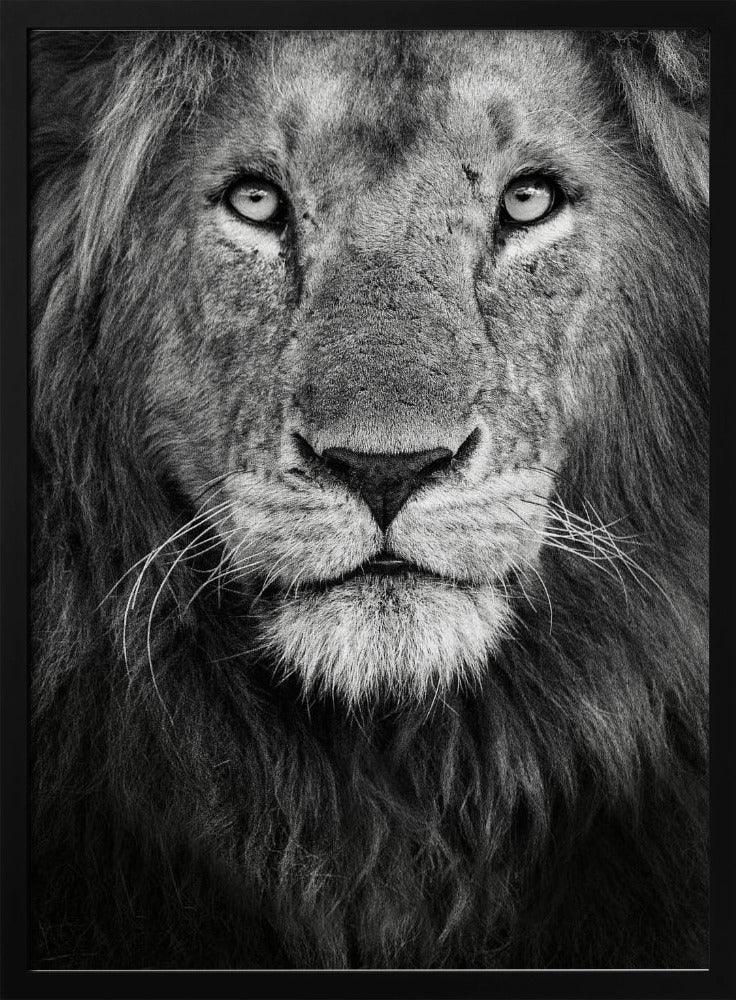 Royal portrait Framed Art Xavier Ortega | Home or Office Art