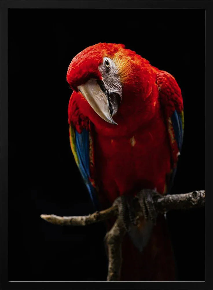 Portrait of Scarlet Macaw Framed Art Andi Halil | Home or Office Art