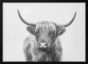 Highland Bull Framed Art Kathrin Pienaar | Home or Office Art