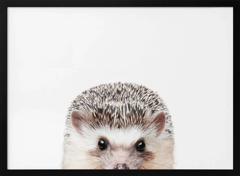 Peeking Hedgehog Framed Art Kathrin Pienaar | Home or Office Art