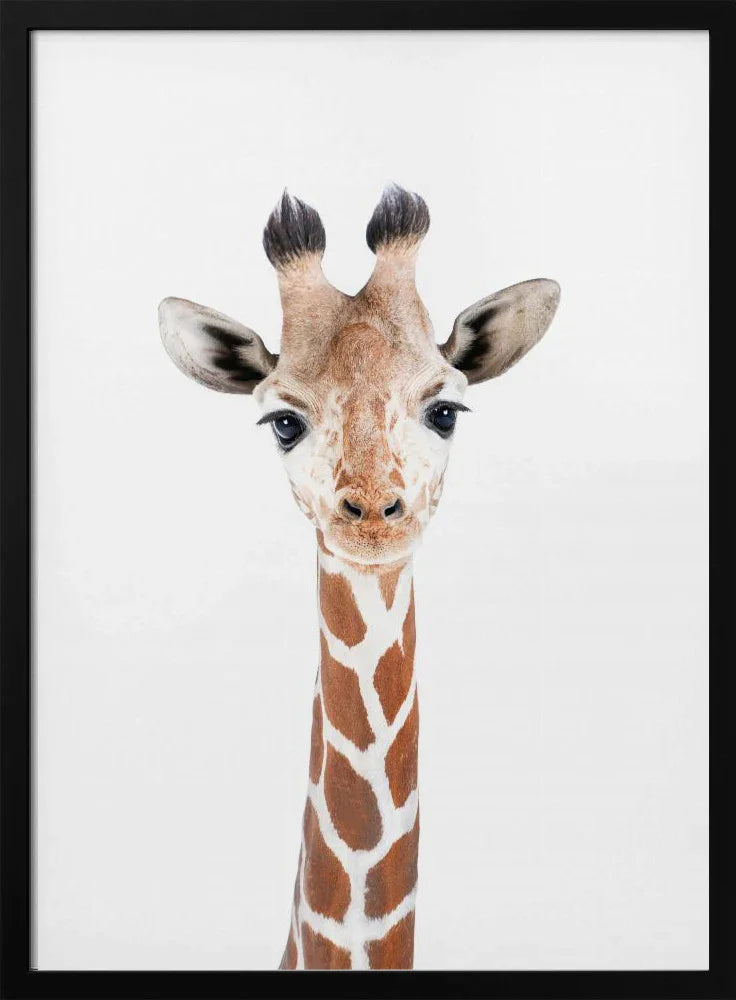 Baby Giraffe Framed Art Kathrin Pienaar | Home or Office Art