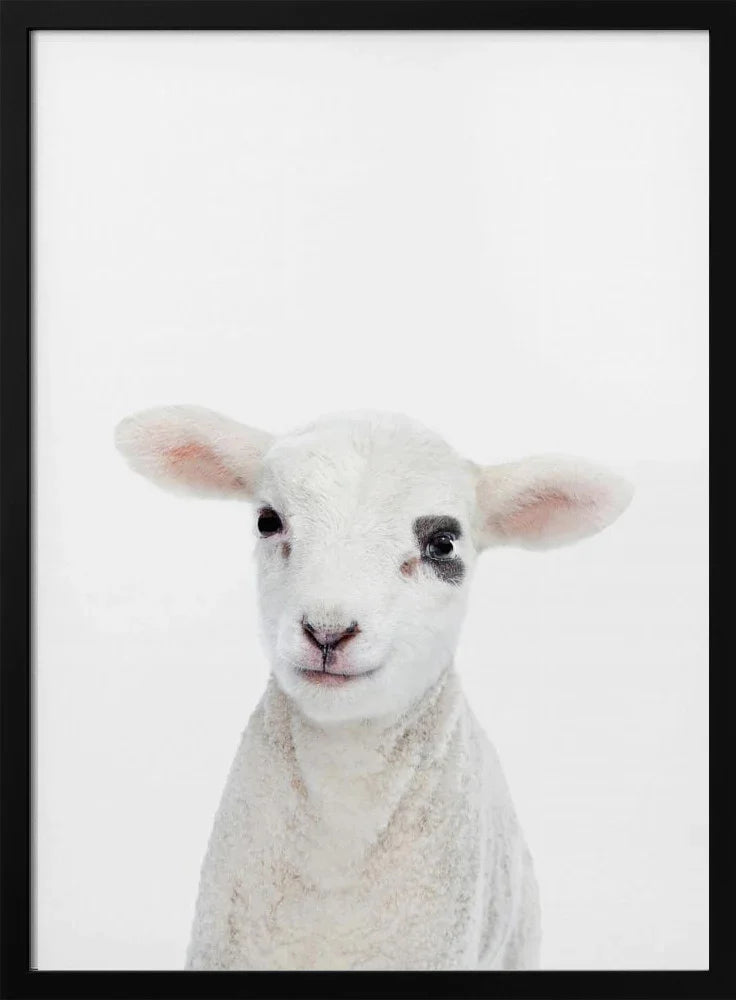 Baby Lamb Framed Art Kathrin Pienaar | Home or Office Art
