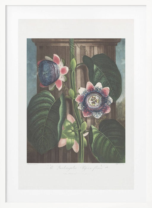 The Quadrangular Passion Flower from The Temple of Flora (1807) Framed Art Modern Wall Decor
