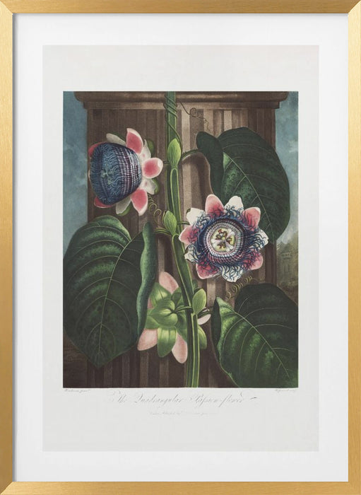 The Quadrangular Passion Flower from The Temple of Flora (1807) Framed Art Modern Wall Decor