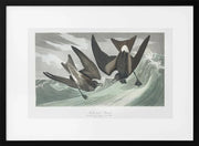Fork Tailed Petrel From Birds of America (1827) - John James Audubon Framed Art | Home or Office Art