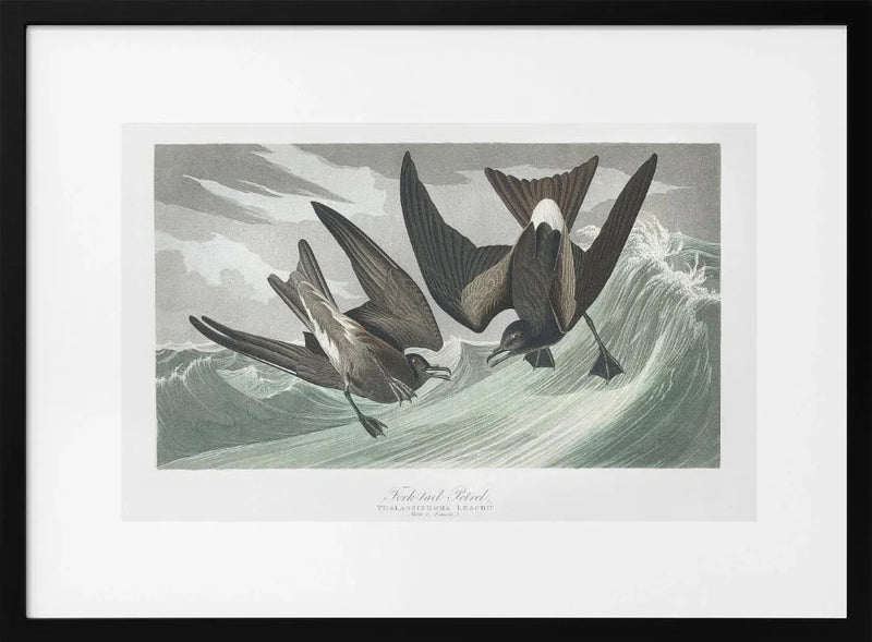 Fork Tailed Petrel From Birds of America (1827) - John James Audubon Framed Art | Home or Office Art