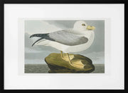 Fulmar Petrel From Birds of America (1827) - John James Audubon Framed Art | Home or Office Art