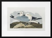 Kittiwake Gull From Birds of America (1827) - John James Audubon Framed Art | Home or Office Art