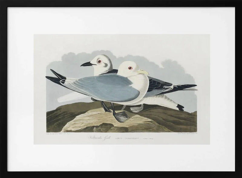 Kittiwake Gull From Birds of America (1827) - John James Audubon Framed Art | Home or Office Art