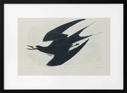 Sooty Tern From Birds of America (1827) - John James Audubon Framed Art | Home or Office Art