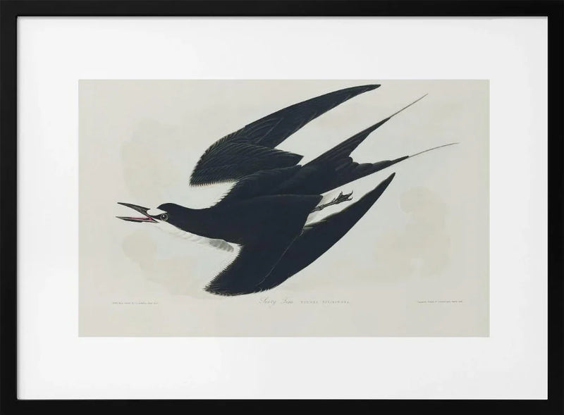 Sooty Tern From Birds of America (1827) - John James Audubon Framed Art | Home or Office Art