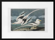 Tropic Bird From Birds of America (1827) - John James Audubon Framed Art | Home or Office Art