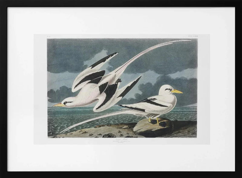 Tropic Bird From Birds of America (1827) - John James Audubon Framed Art | Home or Office Art