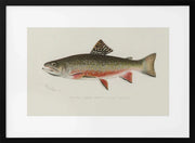 Male Brook Trout - Sherman F. Denton Framed Art | Home or Office Art