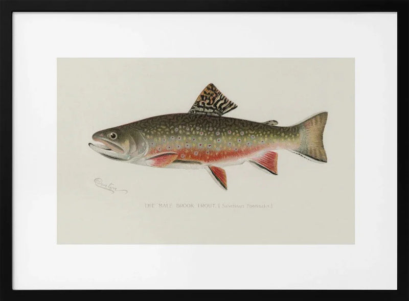 Male Brook Trout - Sherman F. Denton Framed Art | Home or Office Art