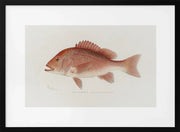 Red Snapper - Sherman F. Denton Framed Art | Home or Office Art