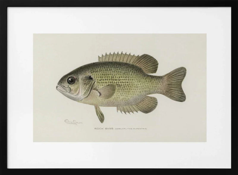 Rock Bass (ambloplites Rupestris) By Sherman F. Denton (1856 1937) - Pictufy Framed Art | Home or Office Art