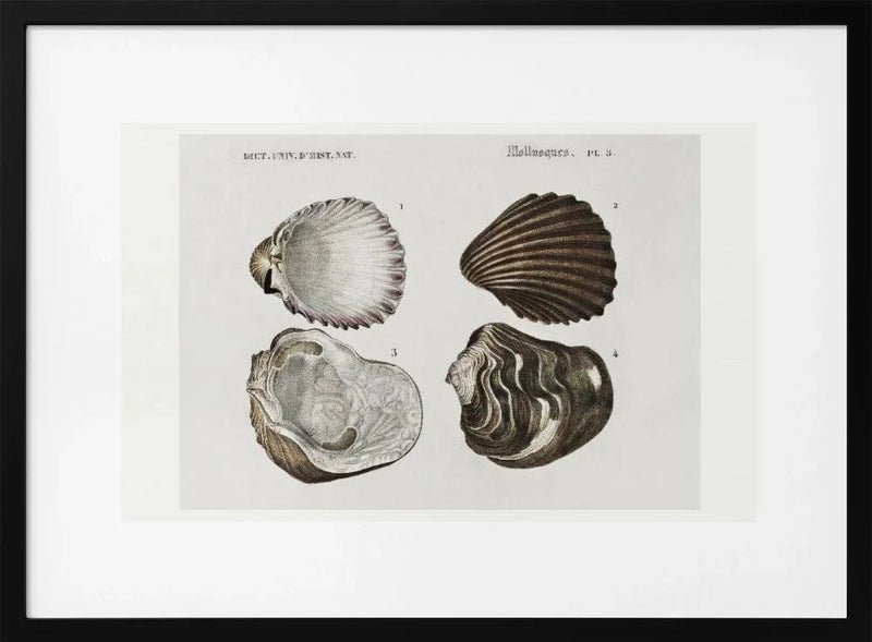 Sealife III - Charles Dessalines D Orbigny Framed Art | Home or Office Art